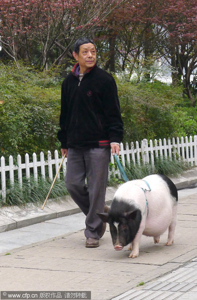 Mr Min takes a walk with Zhu Zhu a pet pig in Wuhan, March 25, 2013. Zhu Zhu lives with Mr Min and his wife in a 23-square meter room. It has become a member of the family. When pig takes the place of dog as family member