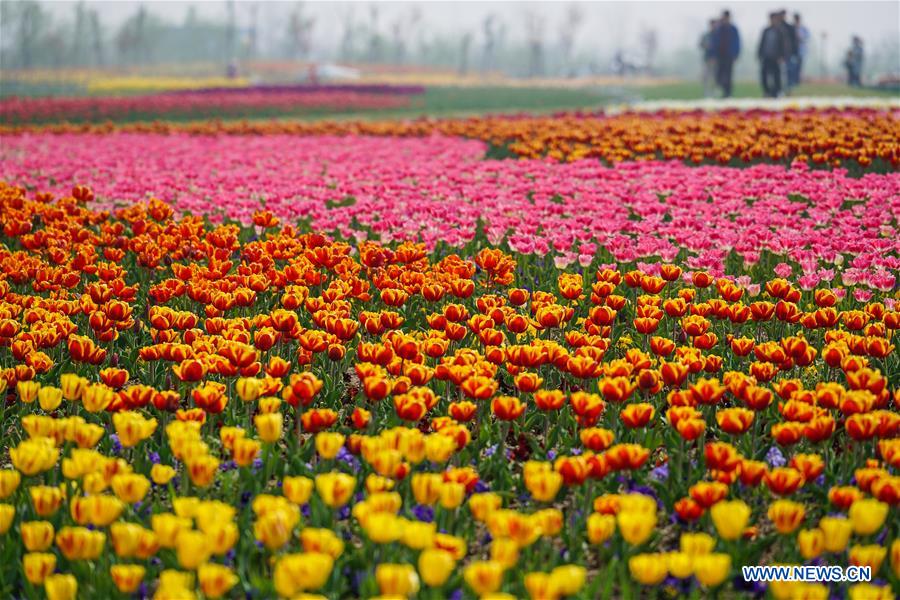 Sea of tulips on show in E China