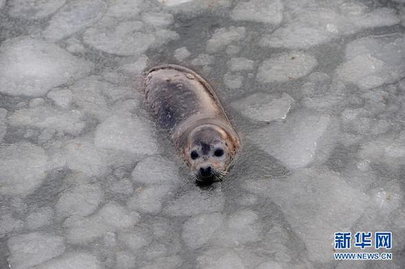 煙臺海豹灣再度結冰 山東發(fā)布寒潮藍色預警