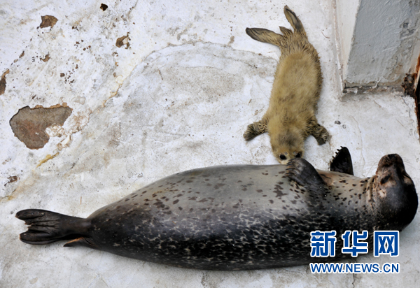 年終盤點(diǎn)：2012年出生的動物