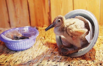 年終盤點：2012年出生的動物