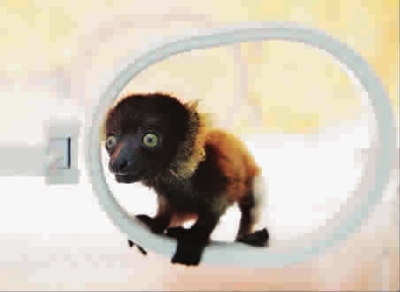 年終盤點：2012年出生的動物