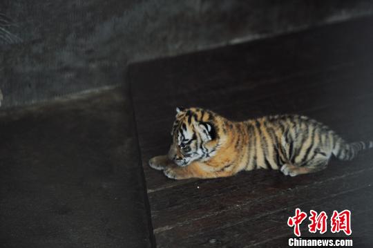 年終盤點：2012年出生的動物