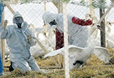 Emergency service workers lock up a swan flock in a special cage on the banks of the Vistula river in Torun, northern Poland, where five dead swans were found since last week, Friday, March 10, 2006. All the swans from the flock will be tested for the H5N1 strain of bird flu, as a lab confirmed that four of the dead swans were infected. (AP Photo)
