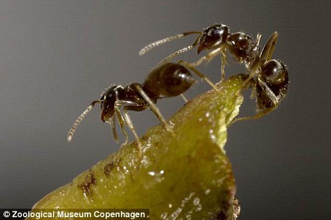 亞洲大螞蟻“入侵”英國 酷愛“吃”電線或引發火災