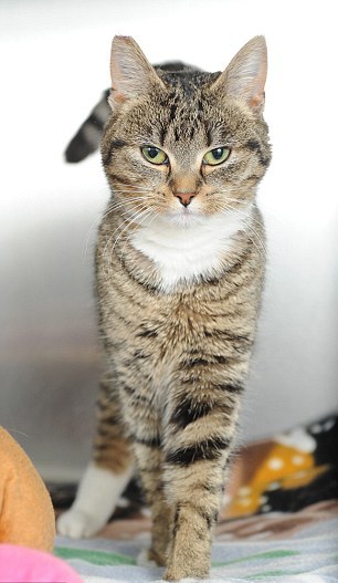 12層高樓摔落基本沒事 英國小貓被稱“幸運星”