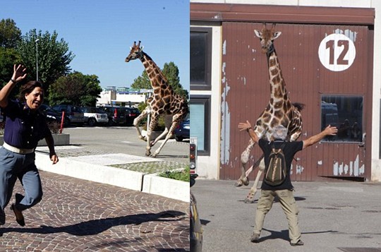 組圖：意大利馬戲團(tuán)長頸鹿逃跑 逍遙上街忙壞警察
