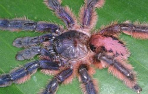 巴西雨林發現多個狼蛛新品種 色澤鮮艷曾“被滅絕”