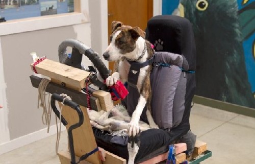 狗狗也能當司機！新西蘭流浪犬8周學會駕駛(圖)