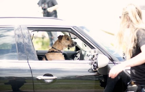 狗狗也能當(dāng)司機(jī)！新西蘭流浪犬8周學(xué)會駕駛(圖)