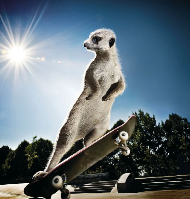 組圖：可愛狐獴大玩極限運動 賣萌照制成2013年月歷