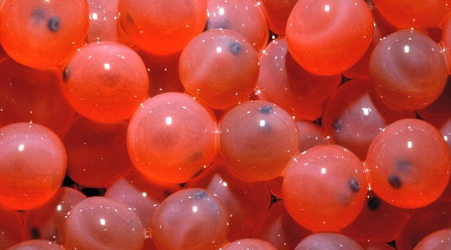 世界首條轉(zhuǎn)基因鮭魚(yú)將擺上美國(guó)餐桌 生長(zhǎng)速度快一倍