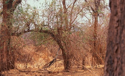 動物界的易容高手 你能找到它們嗎？