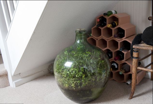 綠植瓶封40年仍長勢旺盛 靠光合作用自給自足