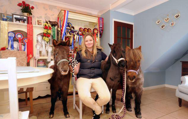 與主人同住室內(nèi)、愛看電視 英國小馬被寵壞