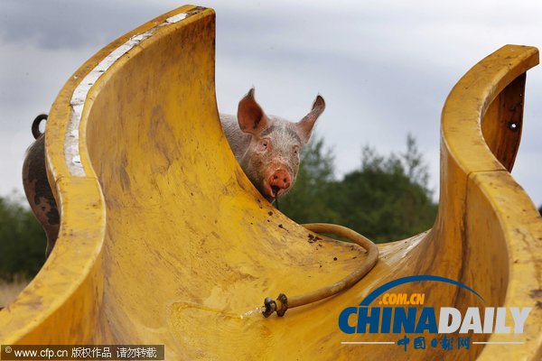 荷蘭農民出新意 為豬兒搭建專用滑梯（組圖）