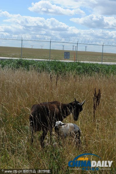 芝加哥機場引進數十只山羊等動物應對百畝過密灌叢植