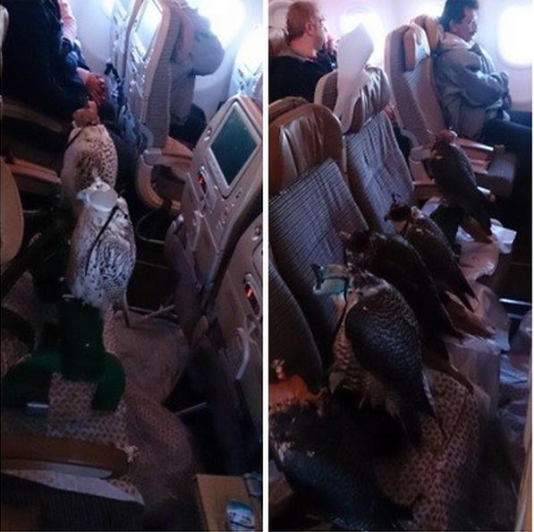 1只隼一個座位 阿拉伯男子帶12只隼坐飛機
