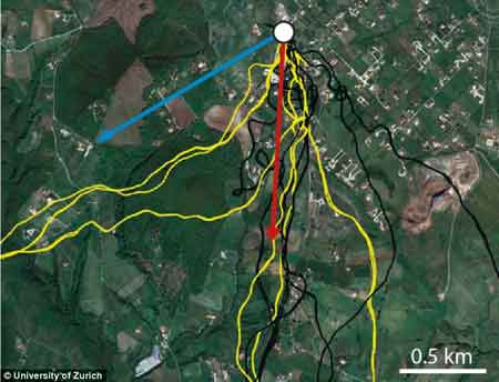 科學家研究發現鴿子腦內有與生俱來的空間圖
