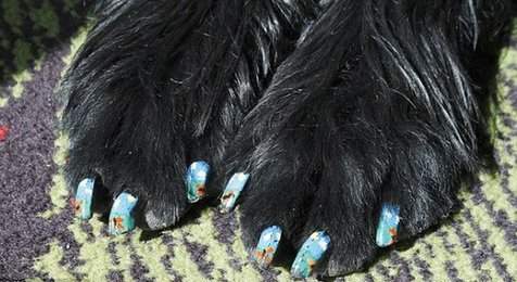 你家寵物“美甲”了嗎？