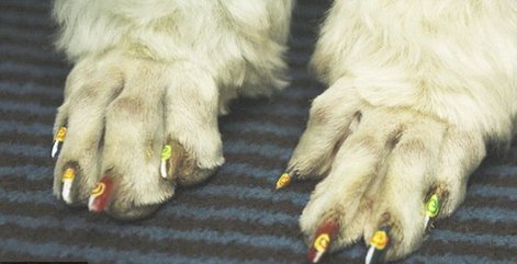 你家寵物“美甲”了嗎？