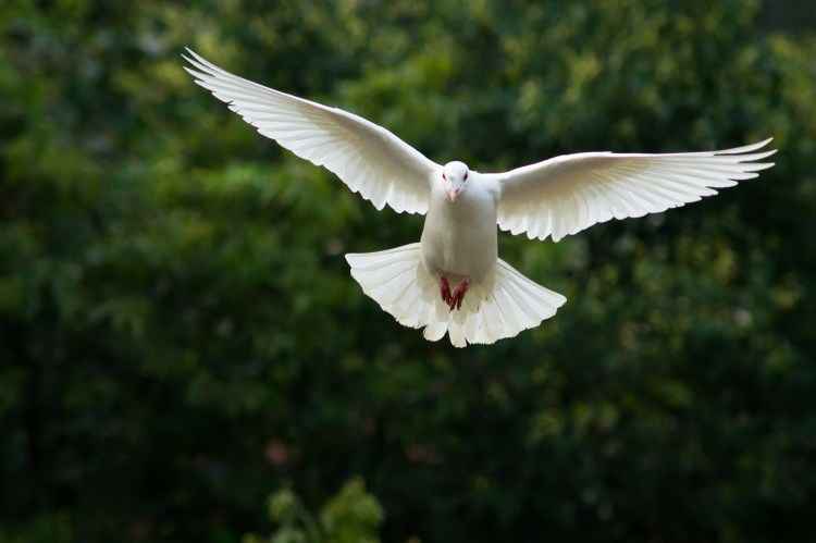 “被放鴿子”、“放別人鴿子”該怎么說(shuō)？