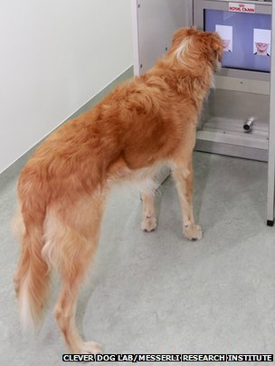 狗狗能看出你是生氣還是快樂(lè)