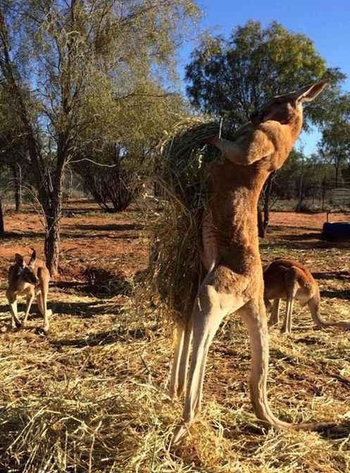 瞬間萌化:袋鼠和它的毛絨兔