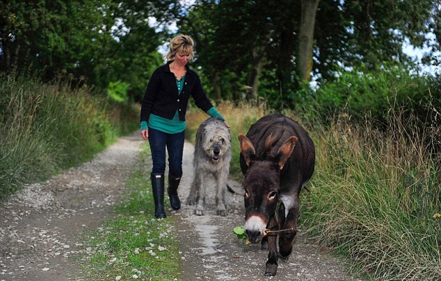 英國3歲小毛驢以為自己是狗 愛遛彎、愛抱抱、愛看網球