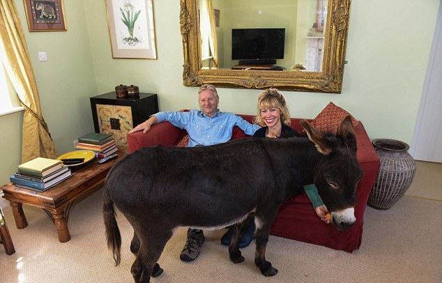 英國3歲小毛驢以為自己是狗 愛遛彎、愛抱抱、愛看網球