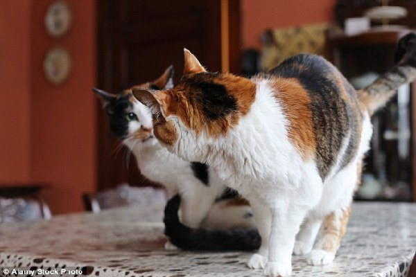 “喵可貌相”喵星人有多兇?看毛色便知道