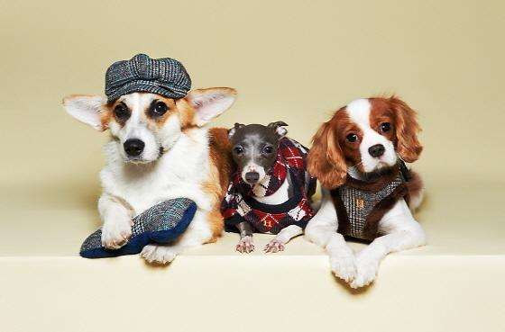 休個“寵物陪護假”?