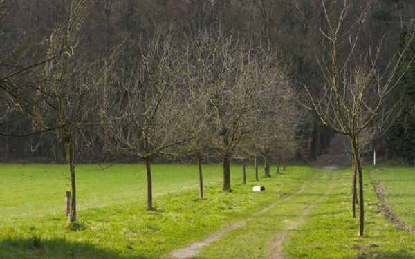 更想走“期望路線”？