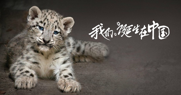《我們誕生在中國》美國熱映 大熊貓、金絲猴、雪豹海外圈粉