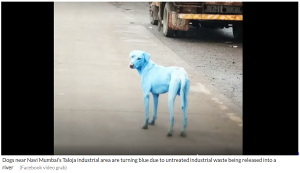 印度孟買:工業廢水導致郊區的狗變成藍色