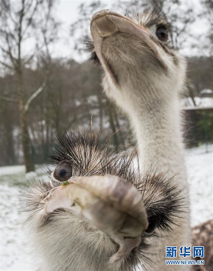 萌萌噠！“治愈系”動物們的憨萌瞬間（組圖）