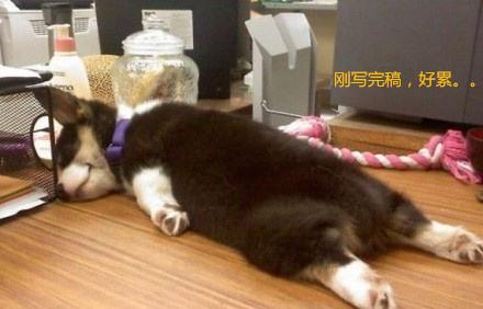 近幾年,漢語中的狗文化好像變了