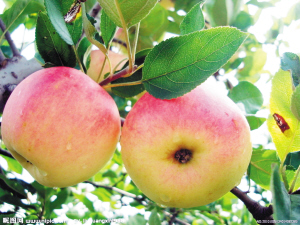 英國最新研究:蘋果損害牙齒遠甚于碳酸飲料